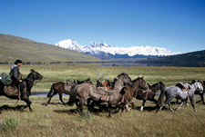 Chile-Patagonia / Torres del Paine-Torres del Paine - Estancias Horse Drive